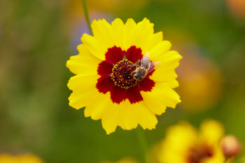 Bee on Golden tickseed This close-up still life photograph was taken in Derbyshire, England, United Kingdom during late morning in the summer season. The main subject of the image is a bee, an insect, collecting nectar from the central disc of a vibrant golden tickseed flower, also known as Coreopsis. The photograph clearly showcases the details of the bee and the distinctive yellow petals with a red center of the tickseed plant, which is commonly found blooming in England throughout summertime. Other flowers and green plants appear softly blurred in the background, emphasizing the bee and flower in the foreground. The image highlights the relationship between bees and flowers, illustrating pollinator activity among summer plants and animals native to Derbyshire.